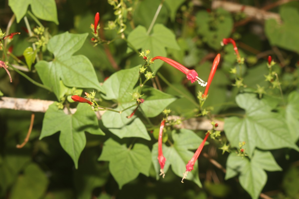 Ipomoea hederifolia L.